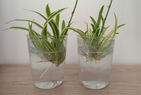 Chlorophytum Variegatum - Plante Araignée Décoration Intérieur | Purifie L'Air | Pot Inclus