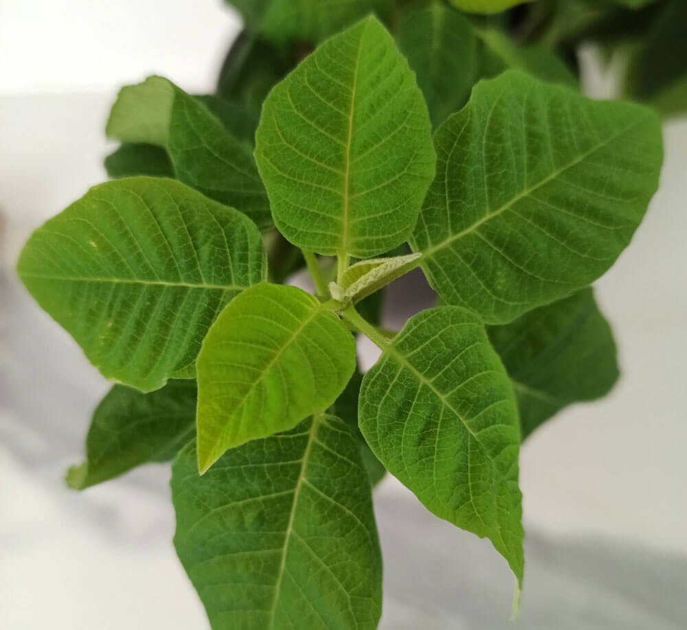 Poinsettia feuilles vertes