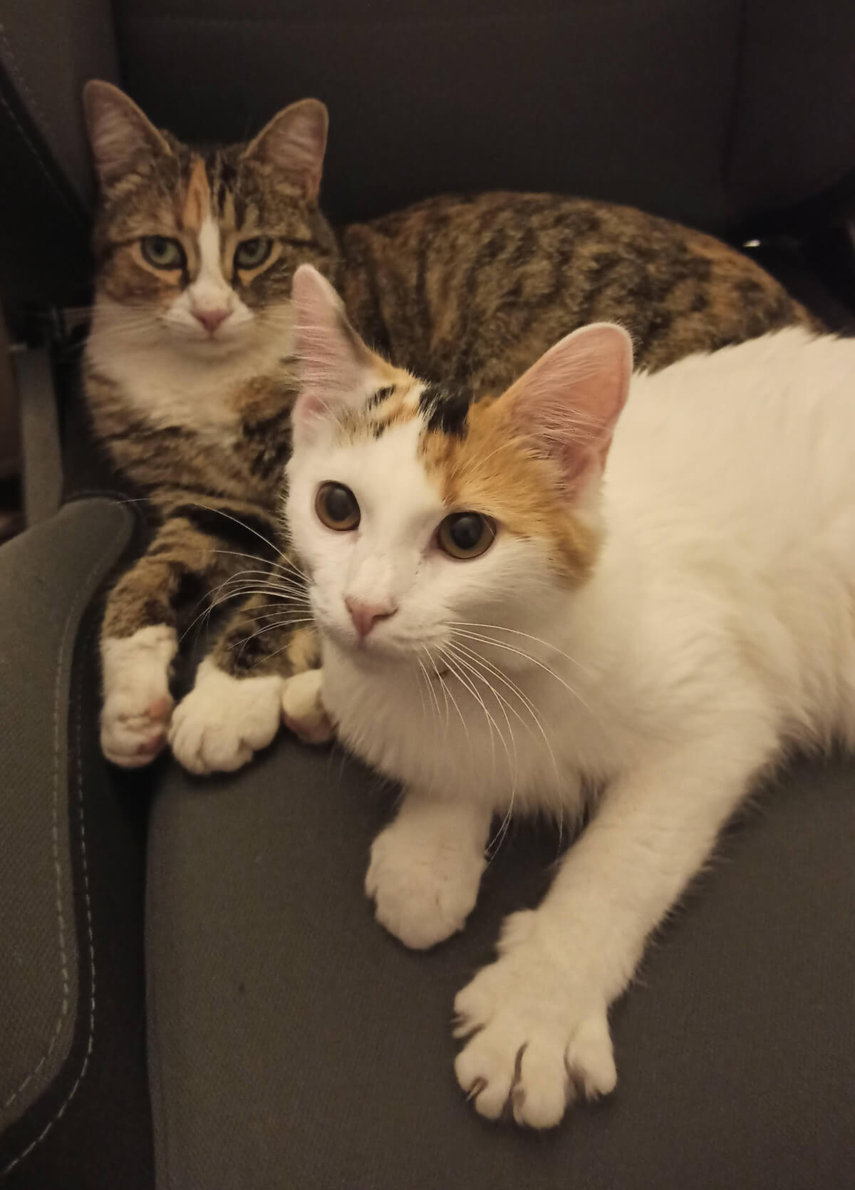 Adopter 2 chatons