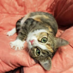 Adopter un chaton : Conseils pour bien réussir son adoption !
