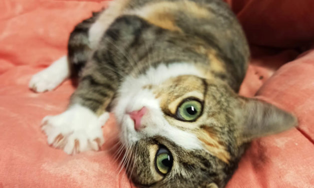Adopter un chaton : Conseils pour bien réussir son adoption !