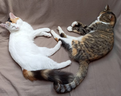 Cohabitation chat et chaton